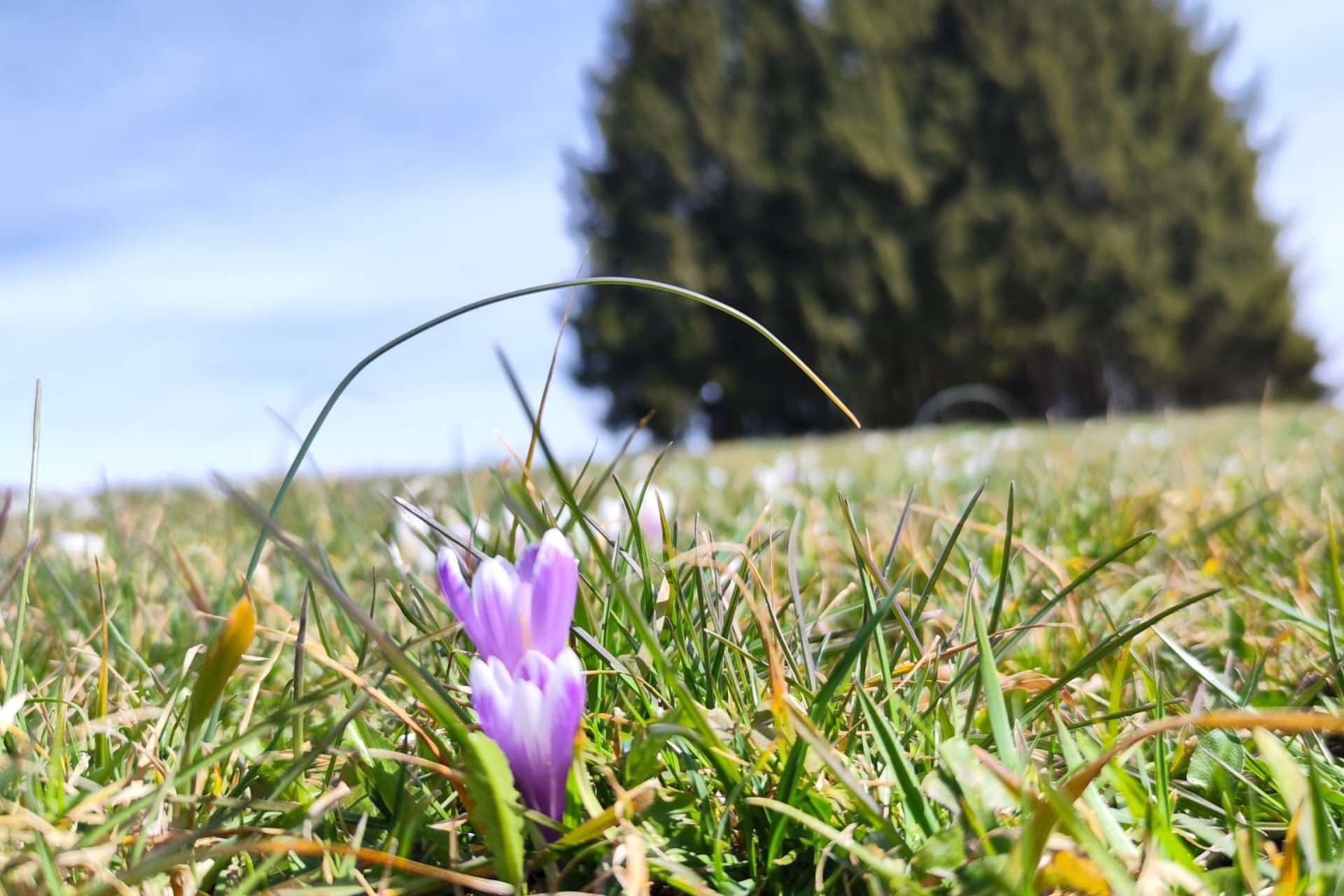 Settimana ad Asiago tra Passeggiate e Benessere